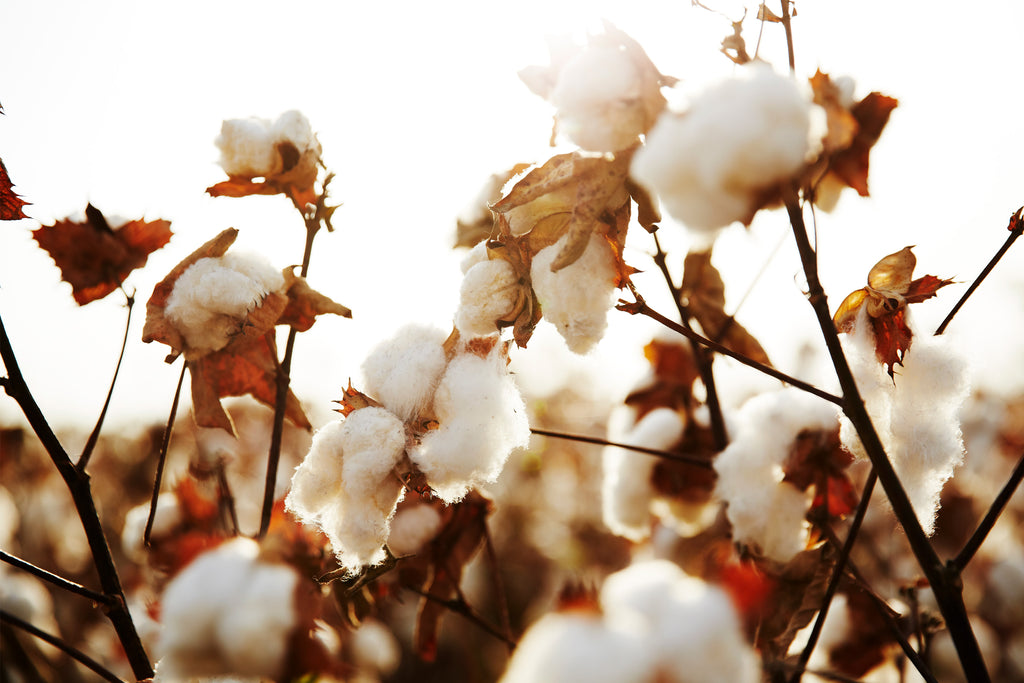 Grown in USA cotton.