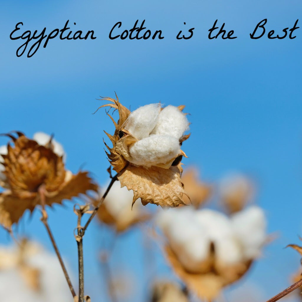 Egyptian cotton or Supima cotton