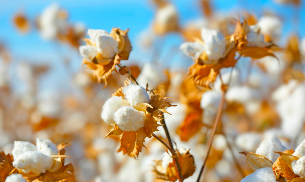 American grown cotton